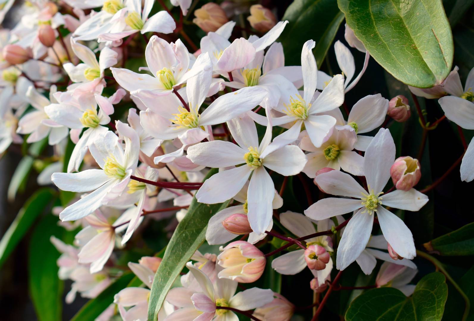 Vinterklematis Apple Blossom