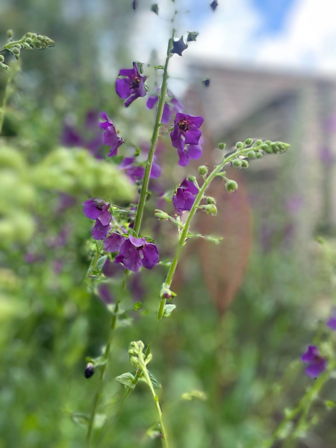 Violkungsljus Violetta