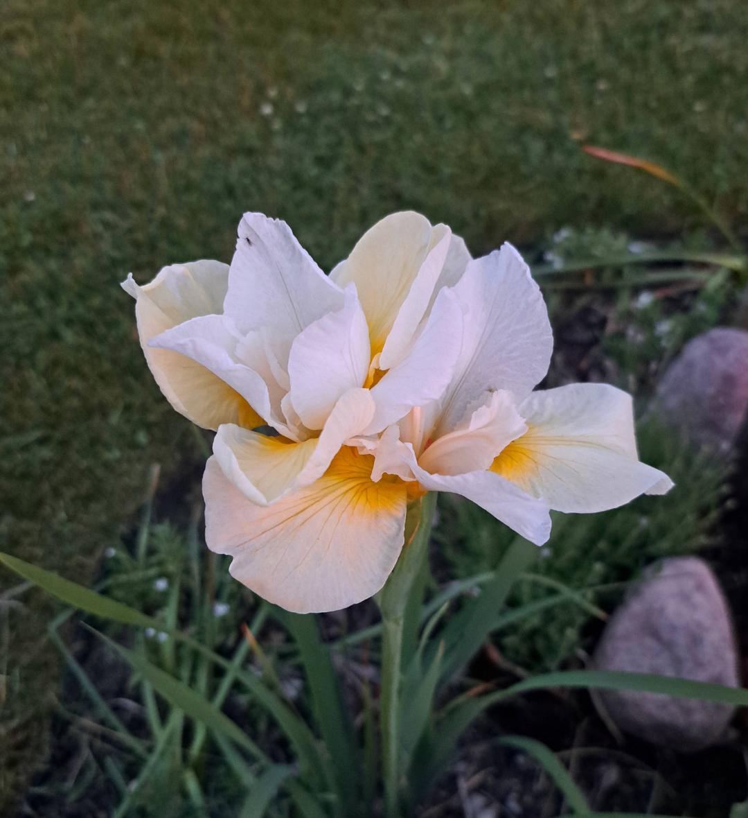 Strandiris Moon Silk