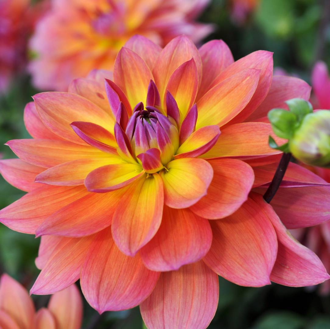 Dahlia Firepot