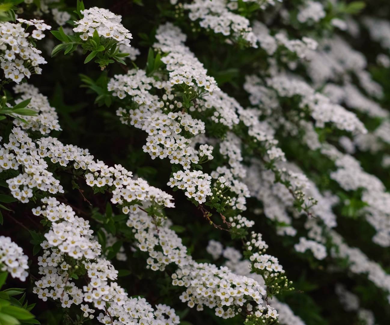Norsk brudspirea Grefsheim