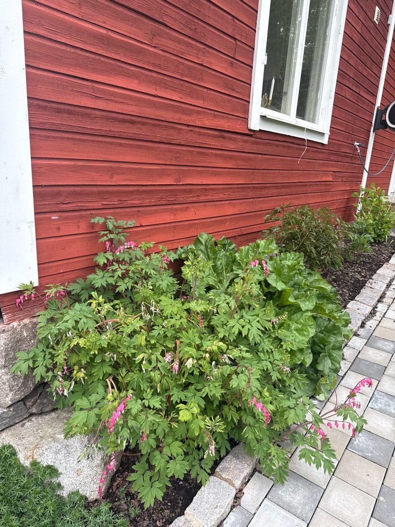 Björnkällan