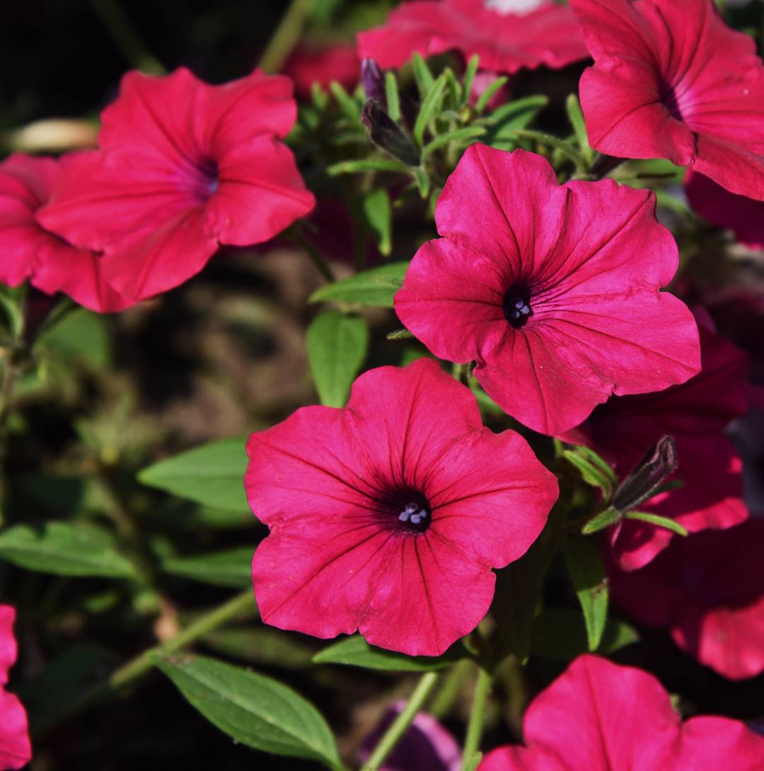 Rondellpetunia Tidal Wave Cherry