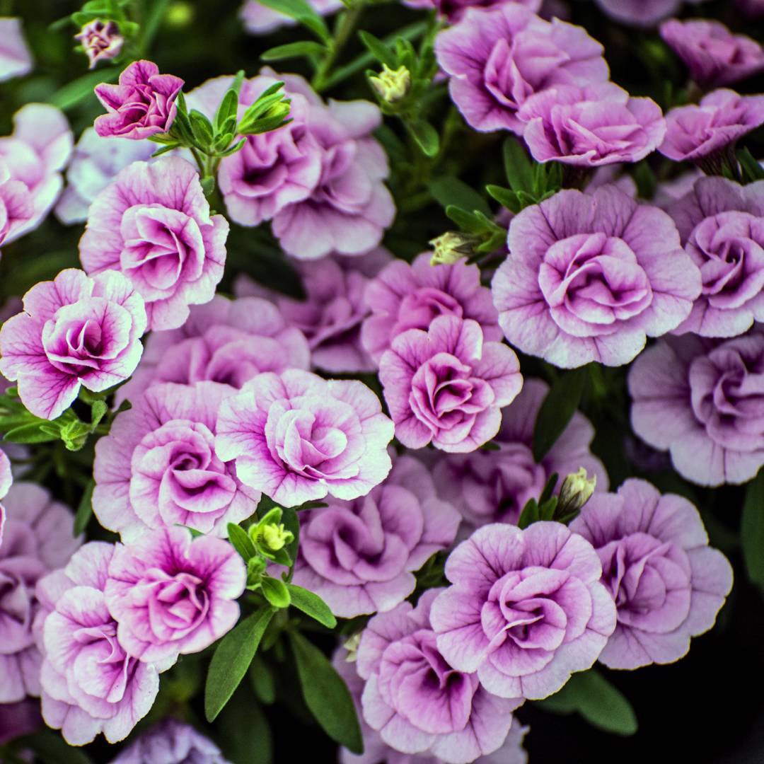 Minipetunia 
