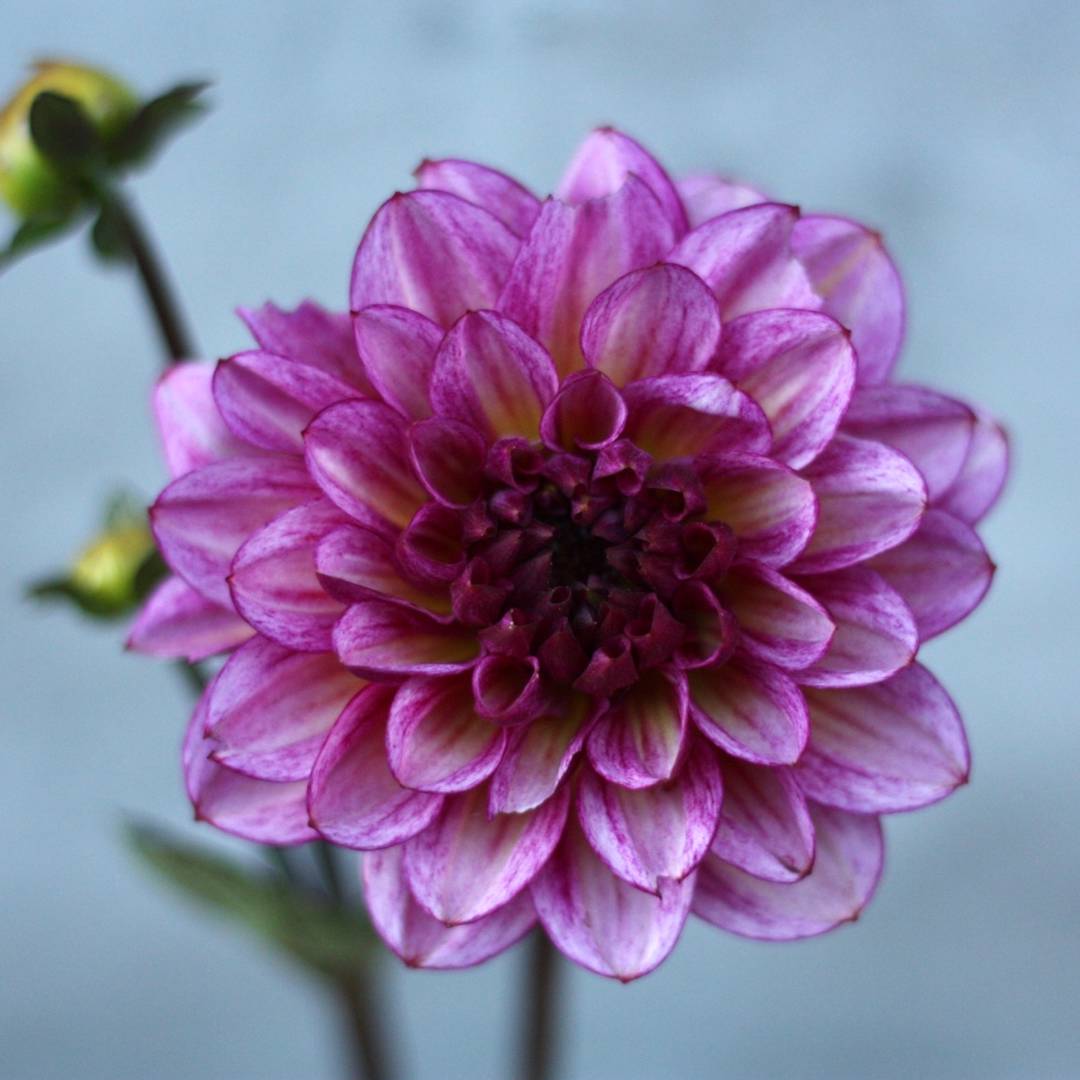 Dahlia Muchacha