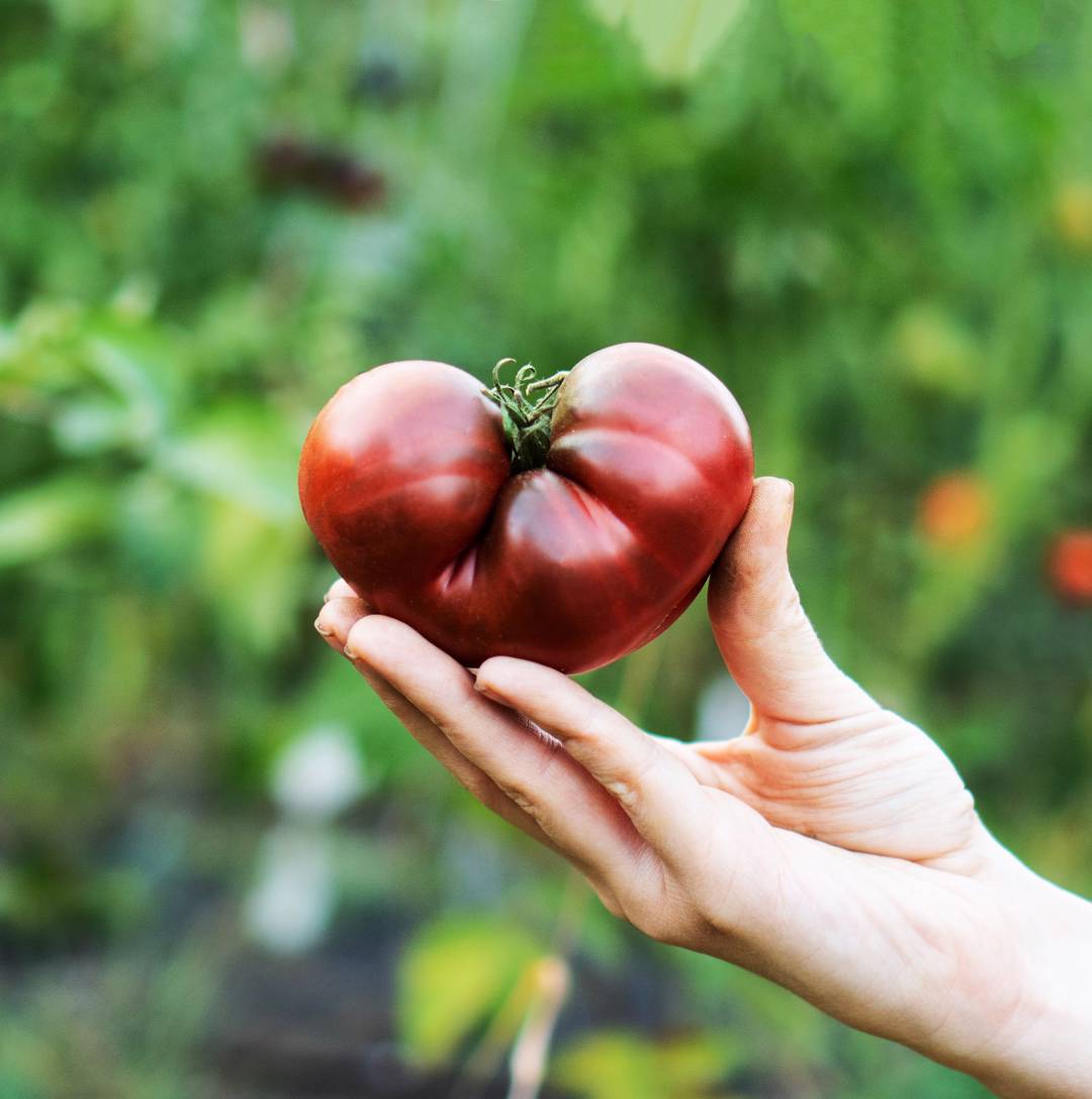 Tomat Noire de Crimée