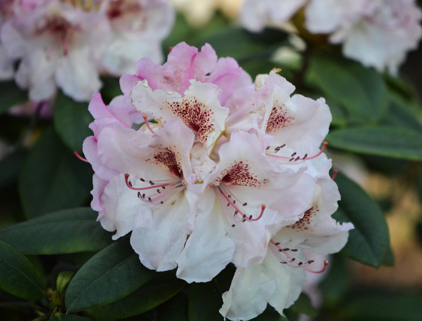 Rhododendron Koichiro Wada