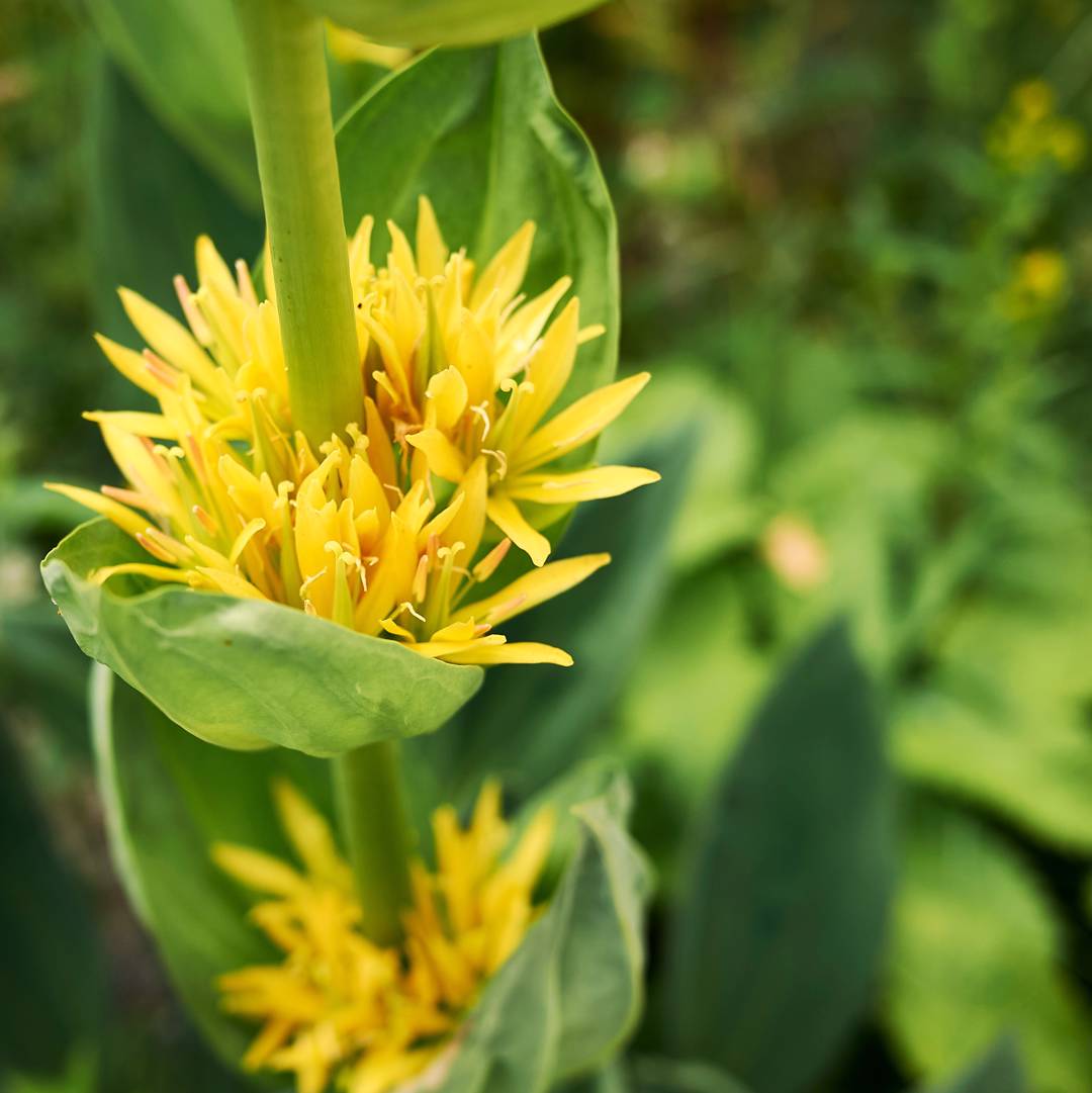 Gullgentiana 