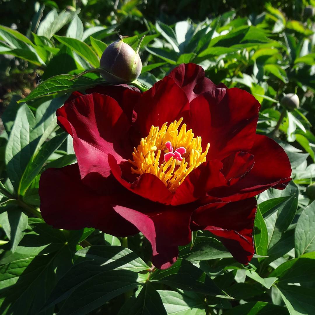 Oh!Garden - Itoh-Pion Scarlet Heaven