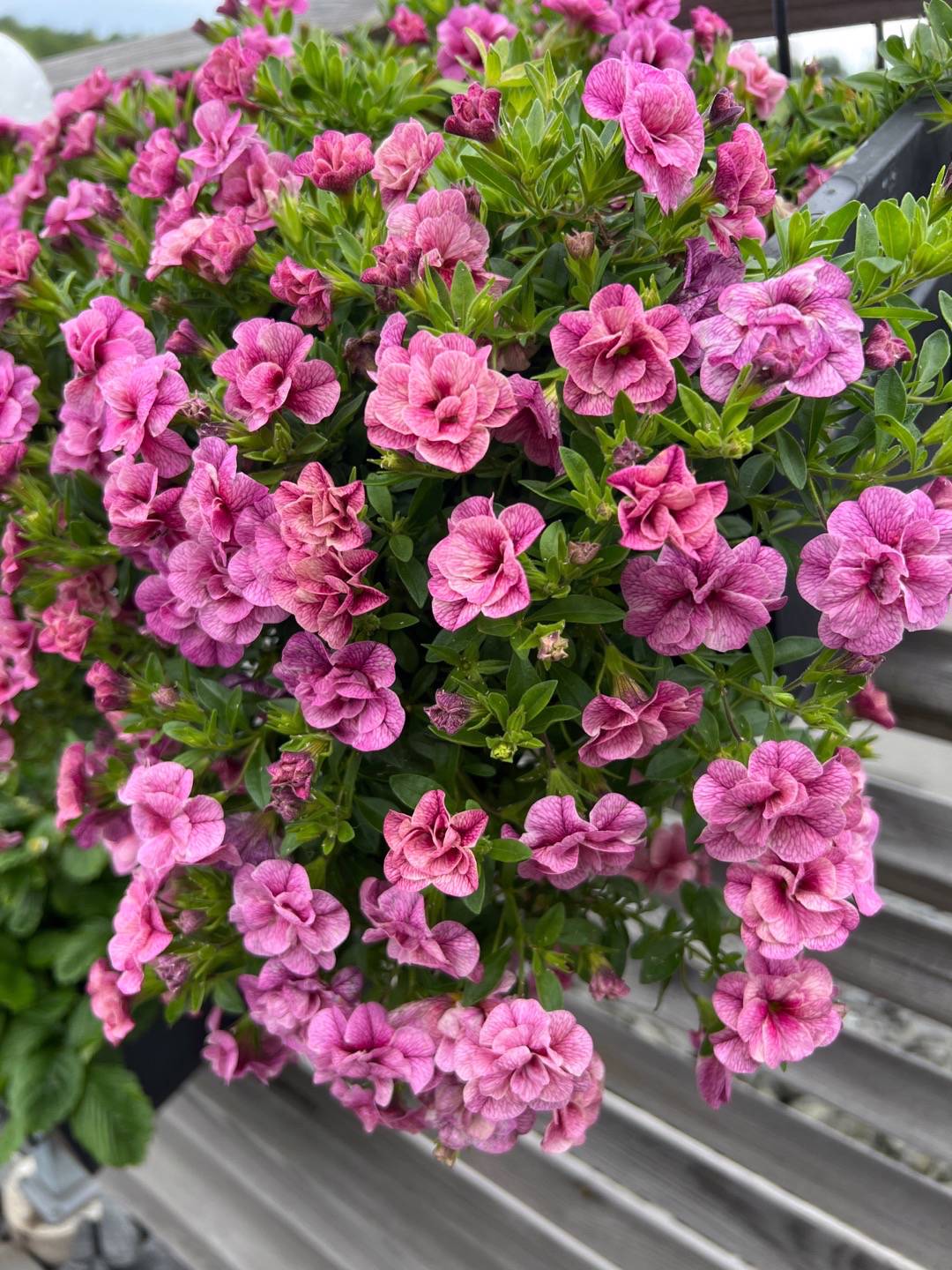 Minipetunia Double Pink