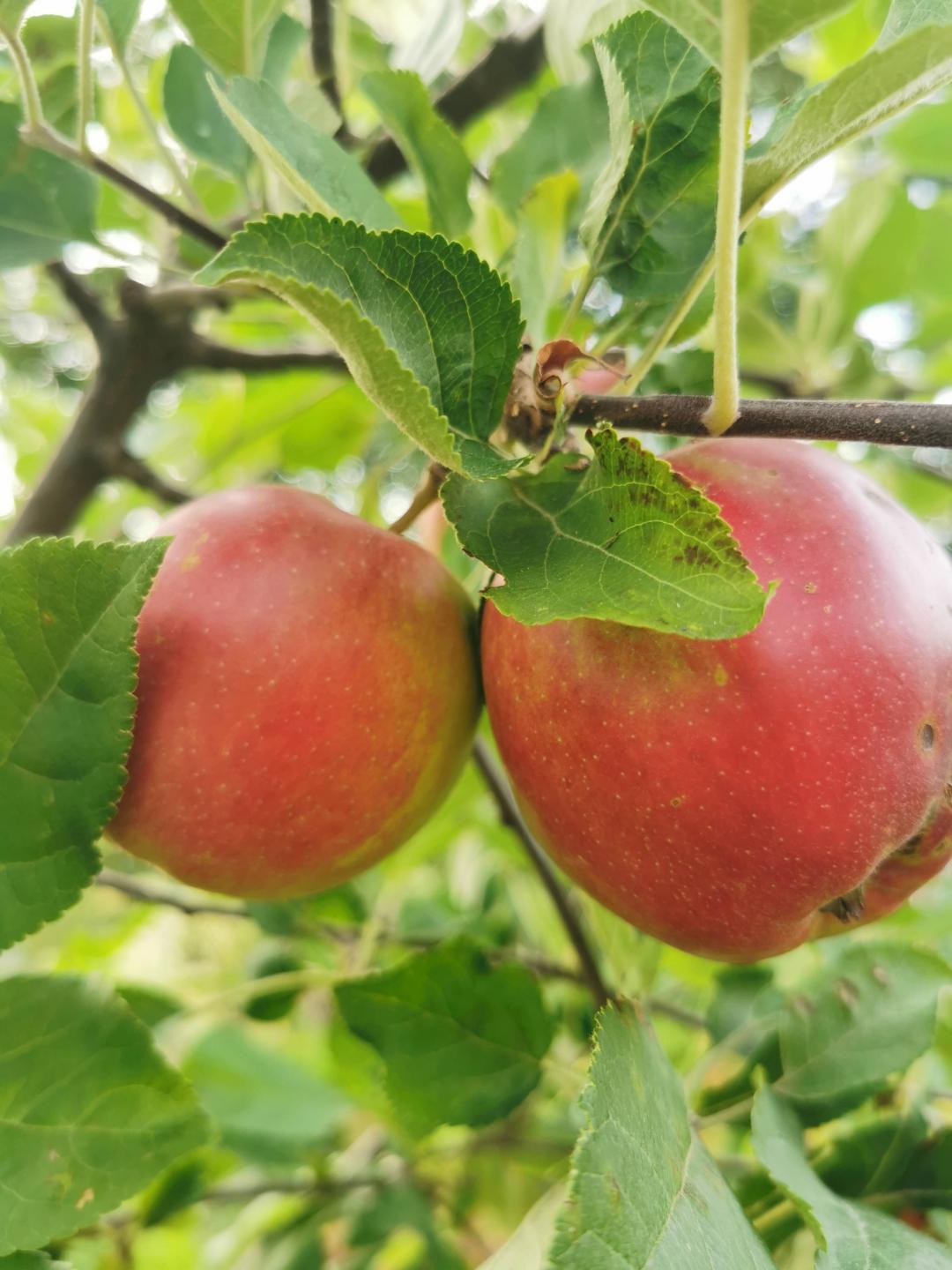 Äppelträd Summerred