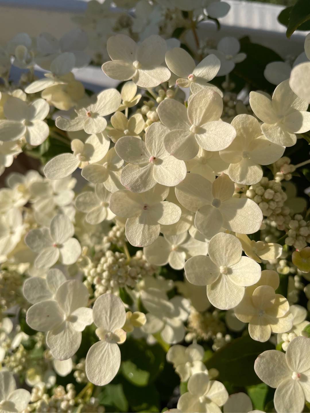 Syrenhortensia Switch Ophelia