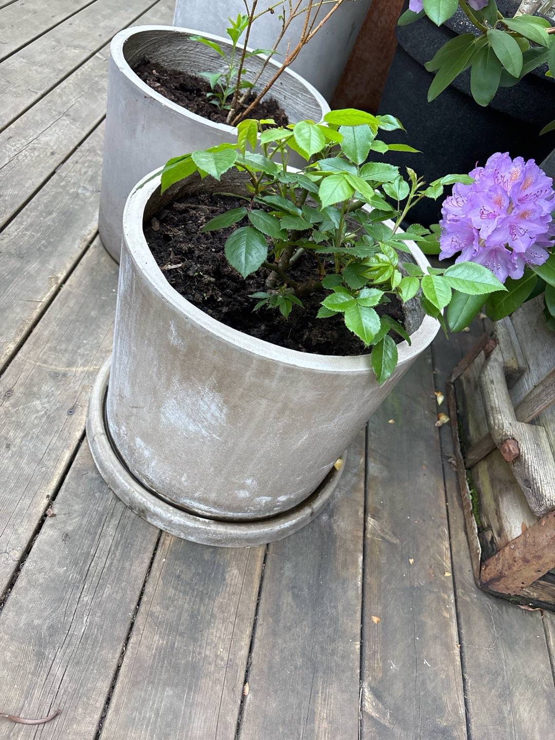 Sjöstadens blomsterträdgård