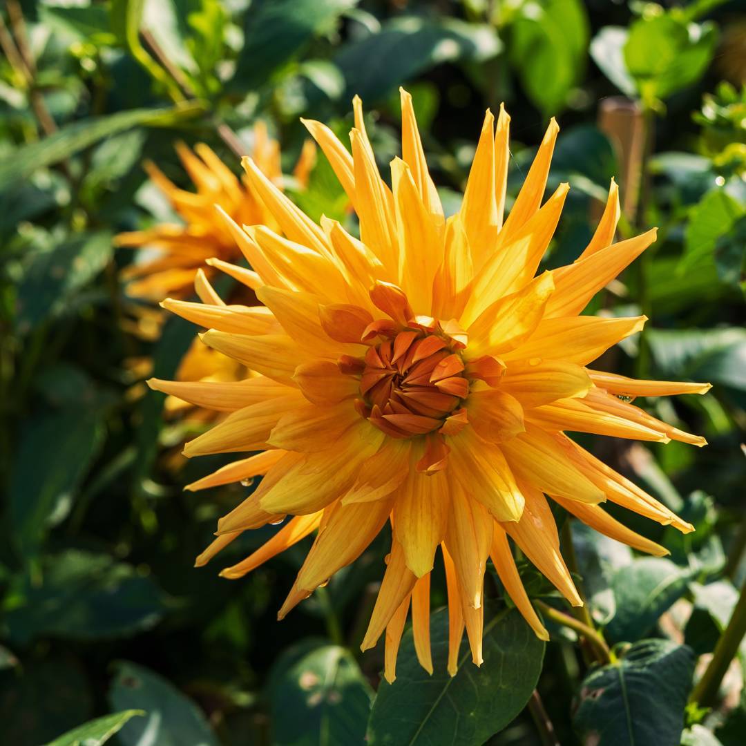Dahlia Gold Crown