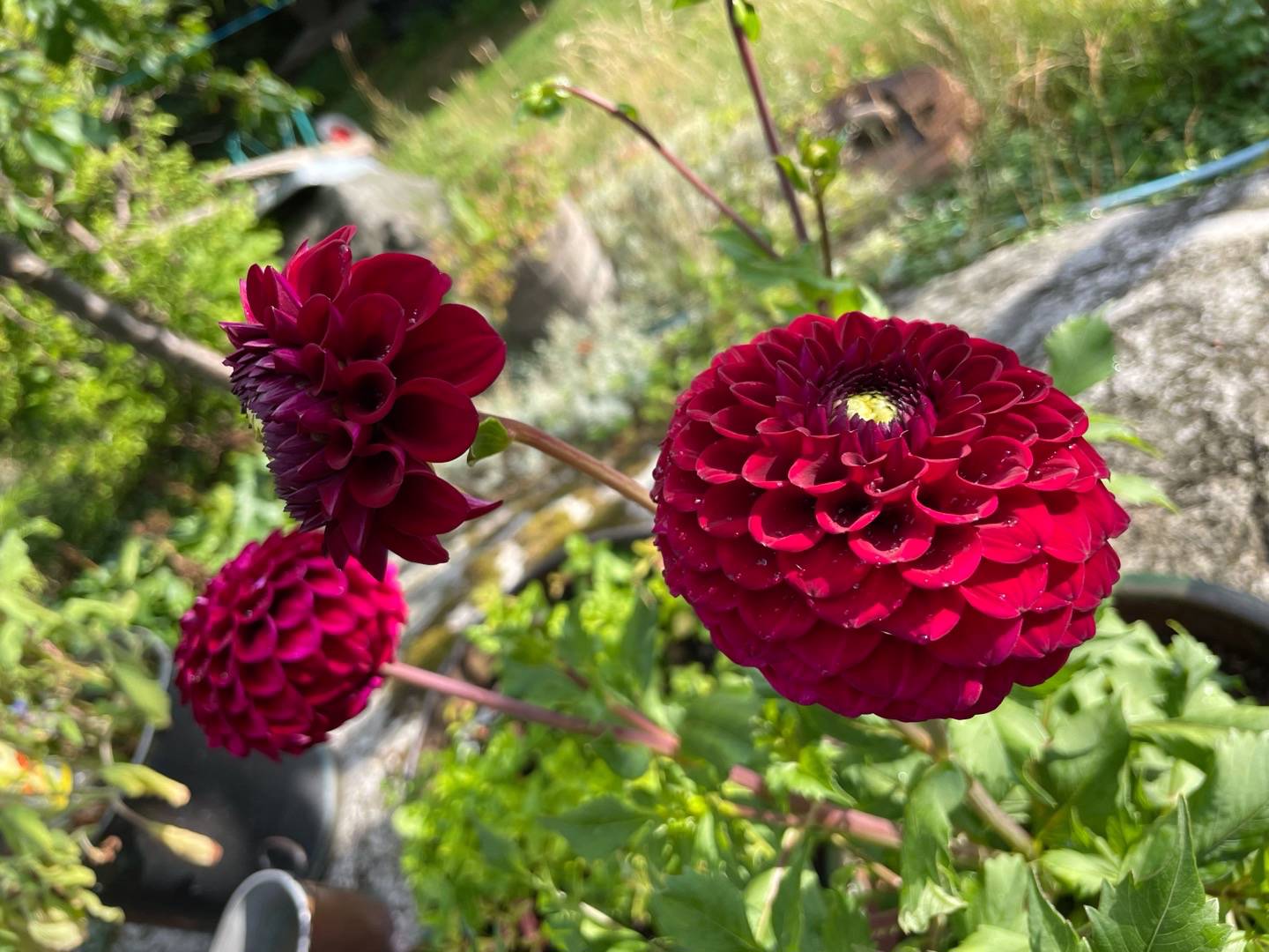 Petra på Blomstervägen