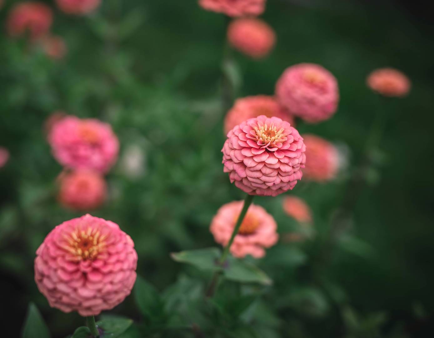 Zinnia Oklahoma Salmon