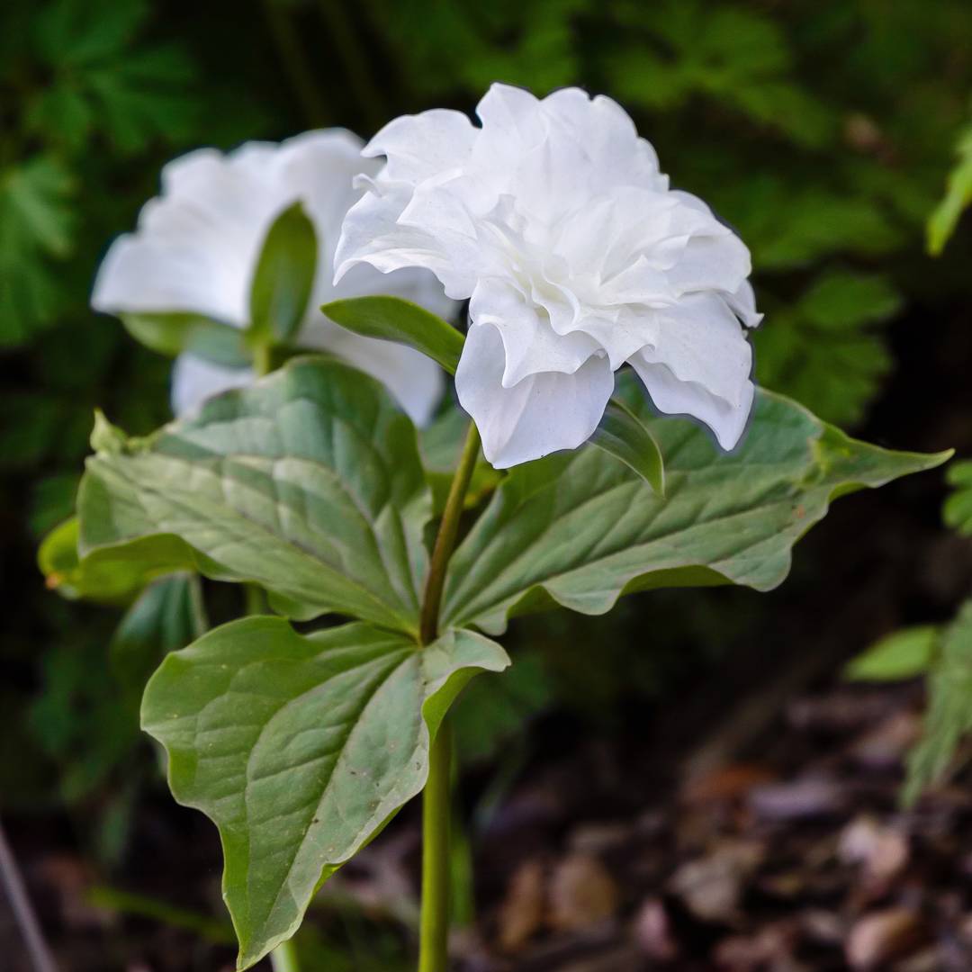 Stort Treblad Flore Pleno