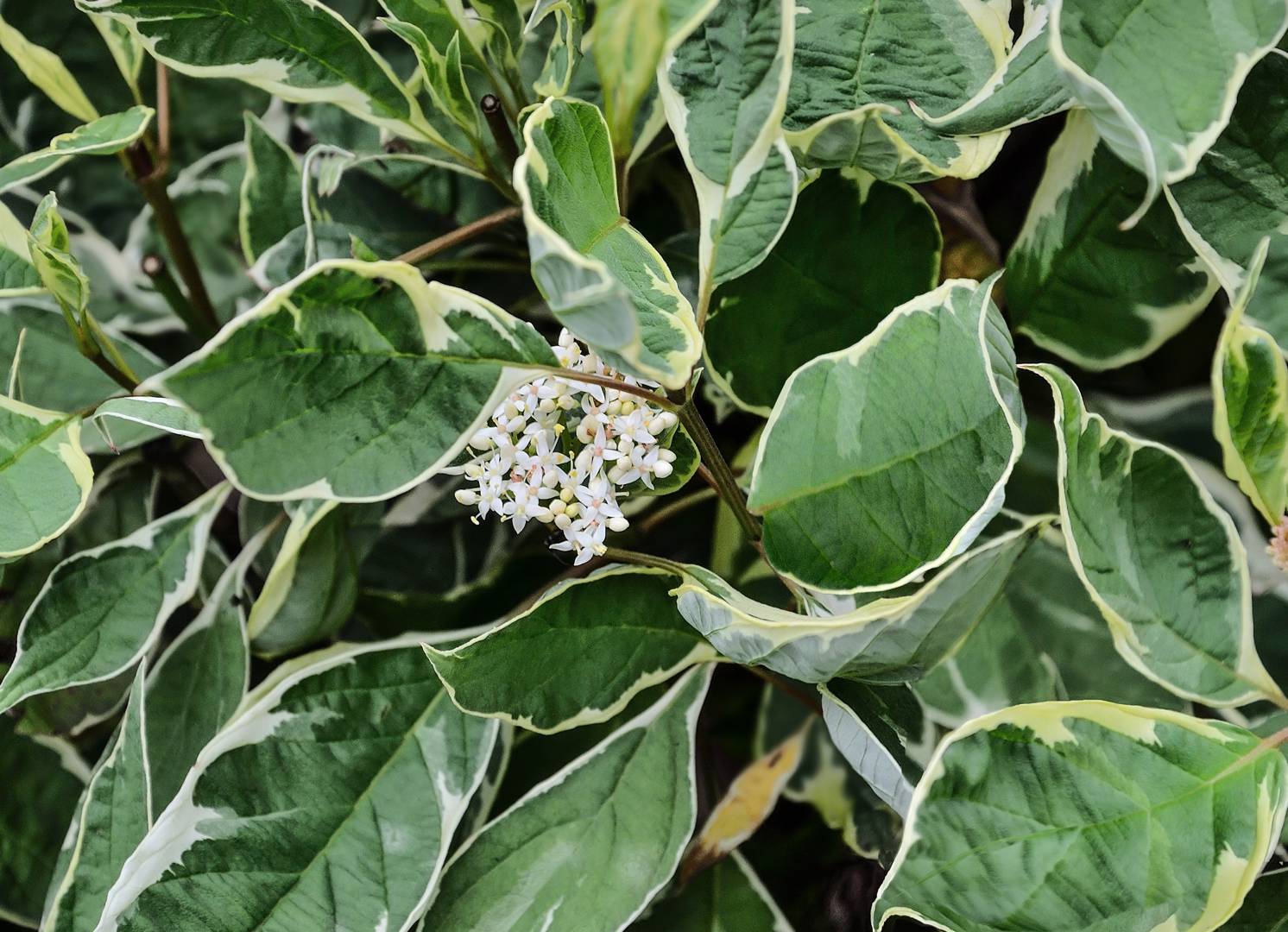 Rysk Kornell Sibirica Variegata