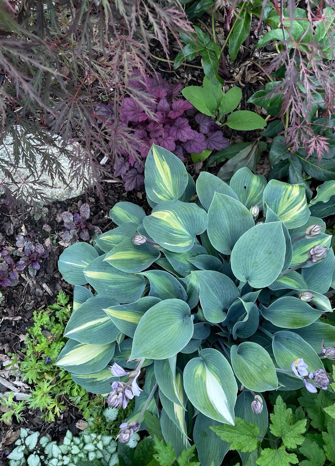 Oh!Garden - Funkia Touch of Class