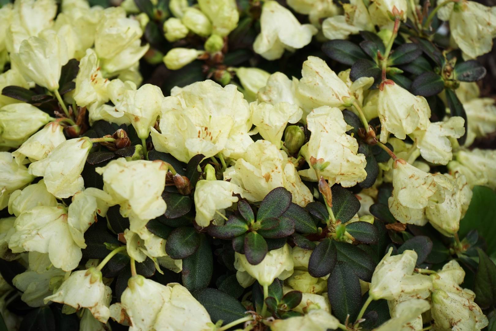 Rhododendron Wren