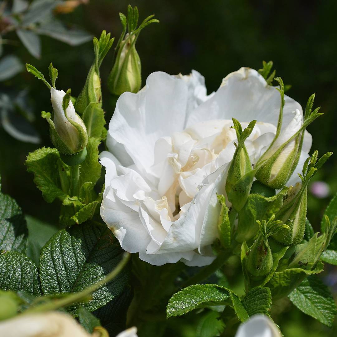 Ros Blanc Double de Coubert