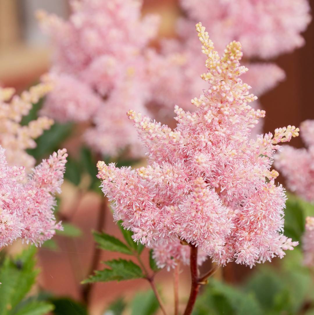 Astilbe Sister Theresa