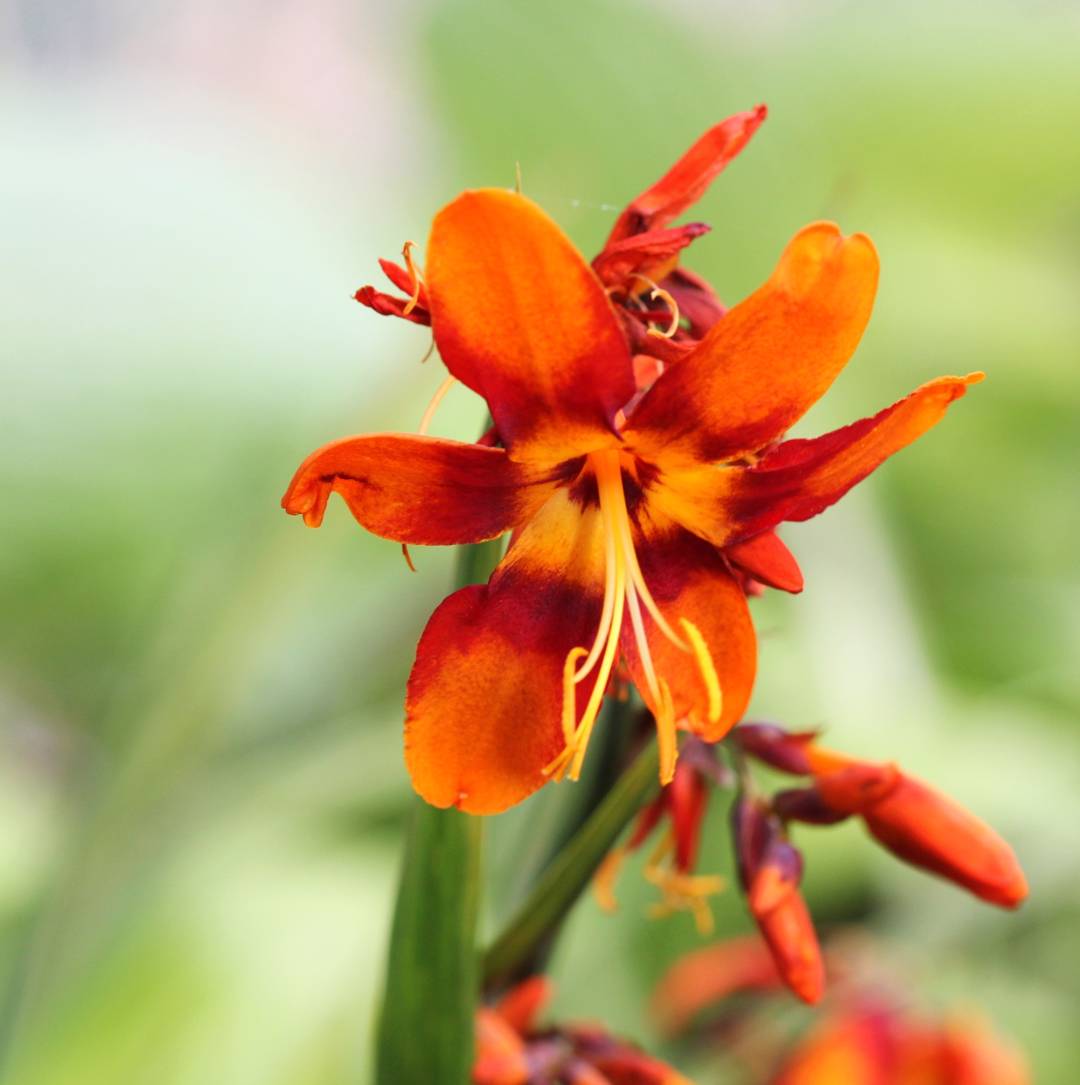 Montbretia Emily McKenzie