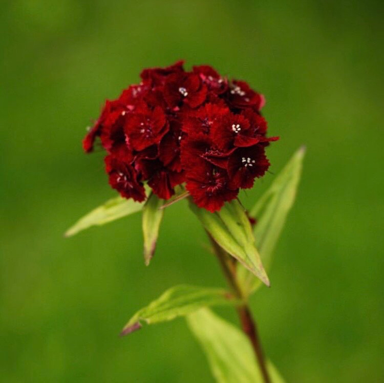 Där knoppar brister