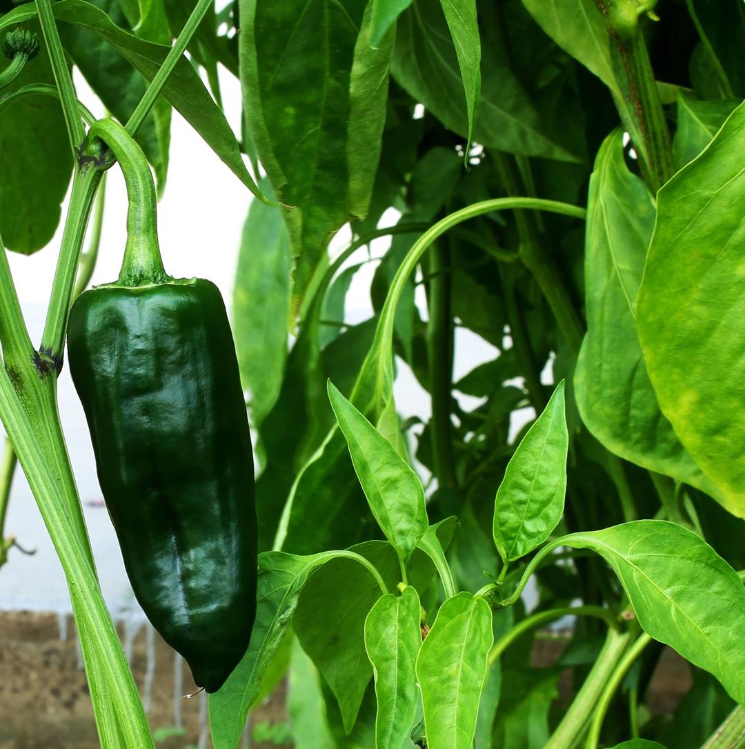 Chilipeppar Poblano