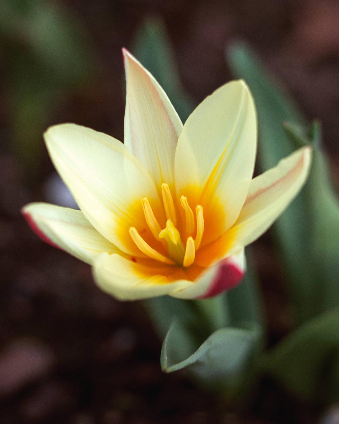 Oh!Garden Tulpan Hearts Delight