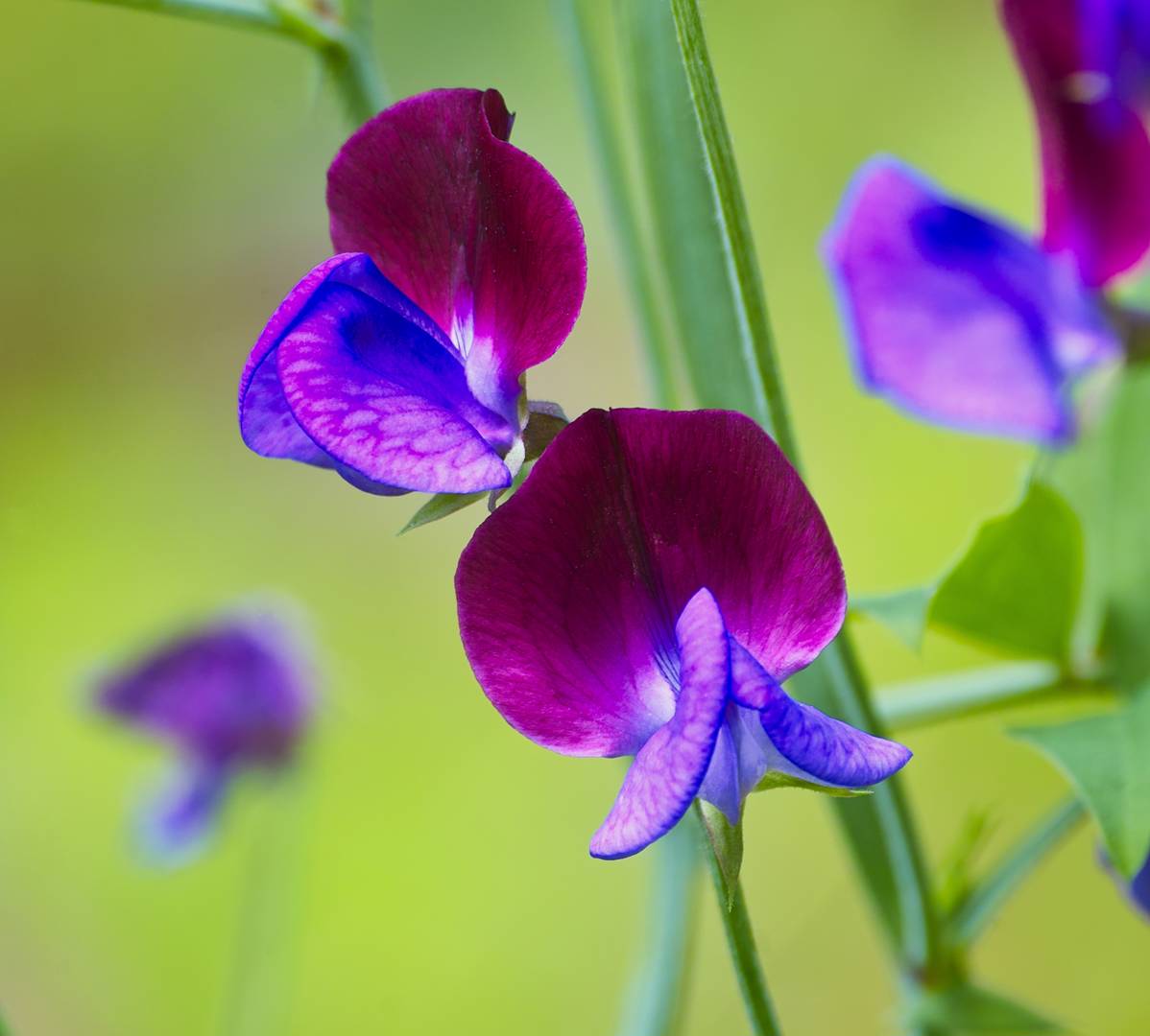 Luktärt Purple Pimpernel