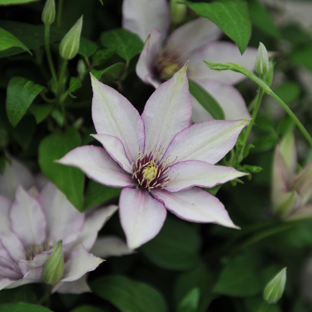 Klematis Samaritan Jo