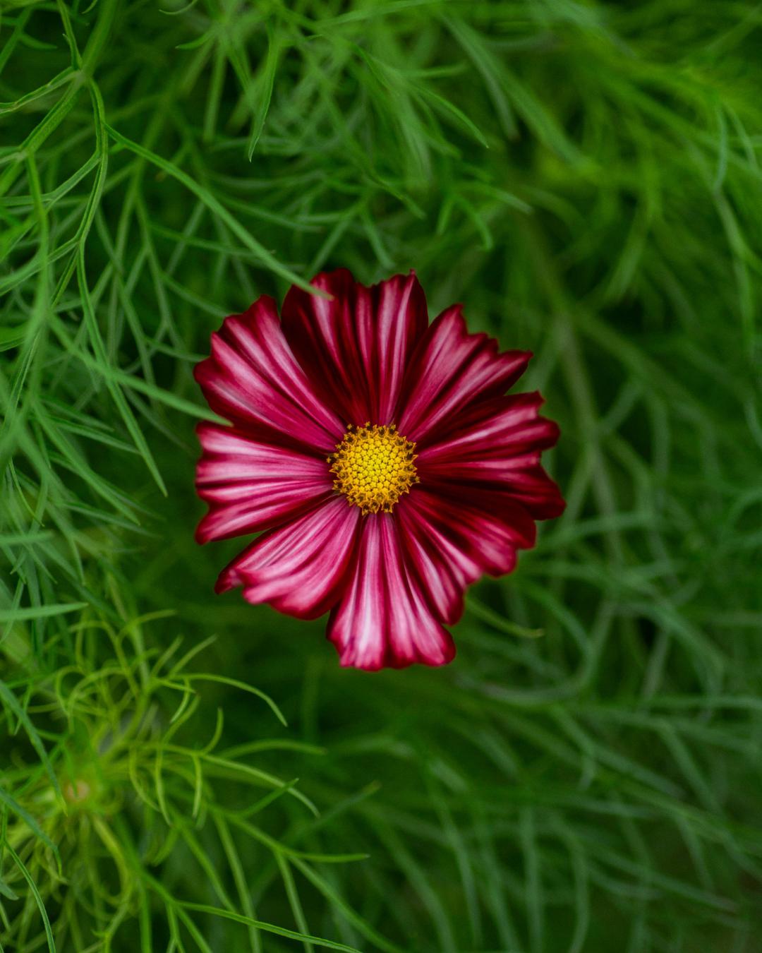 Rosenskära Velouette