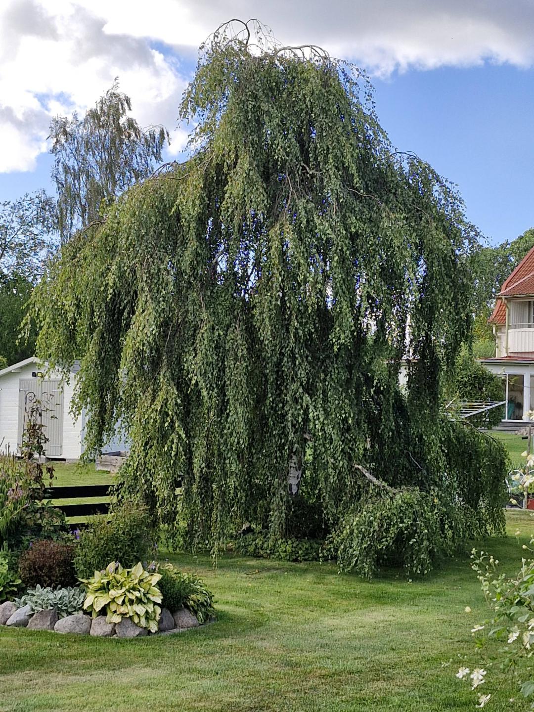 Hängbjörk Tristis