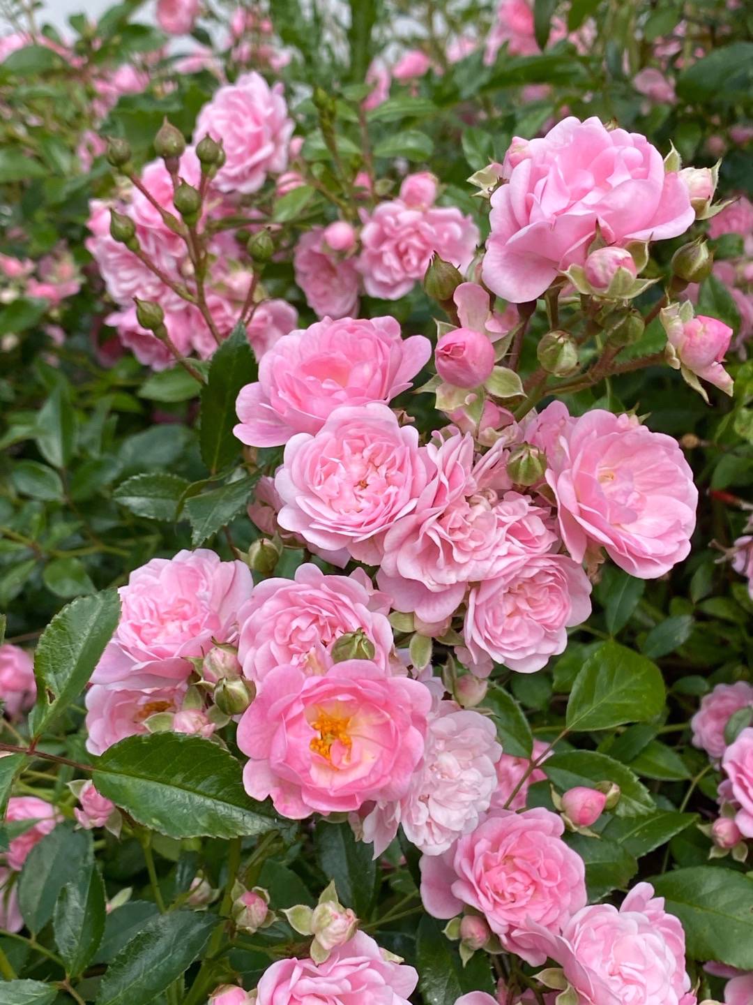 Biflora