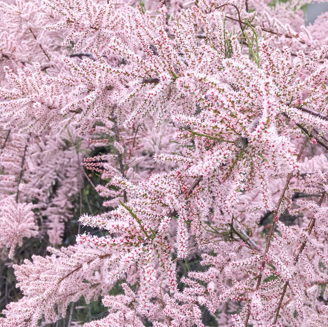 Hösttamarisk 
