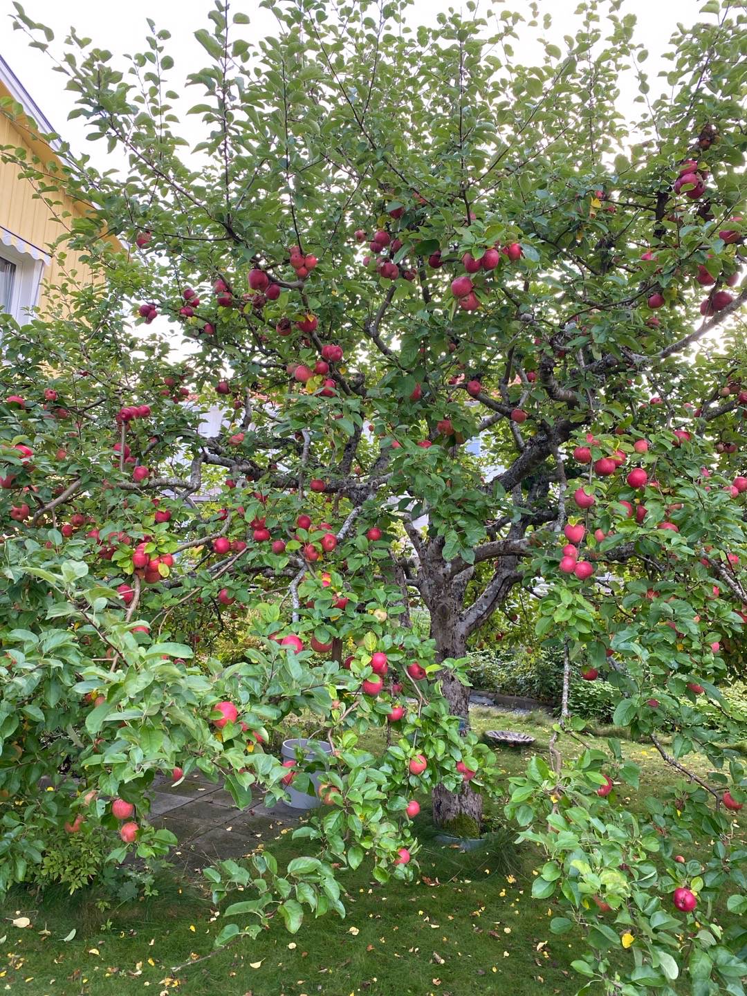 Äppelträd Birgit Bonnier