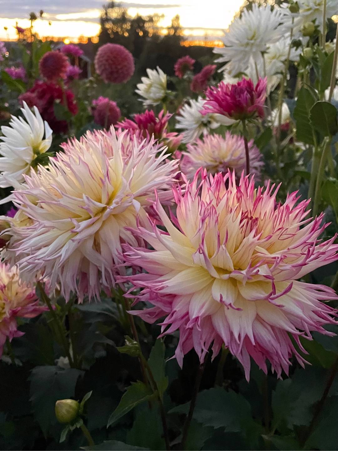 Dahlia Caproz Josephine