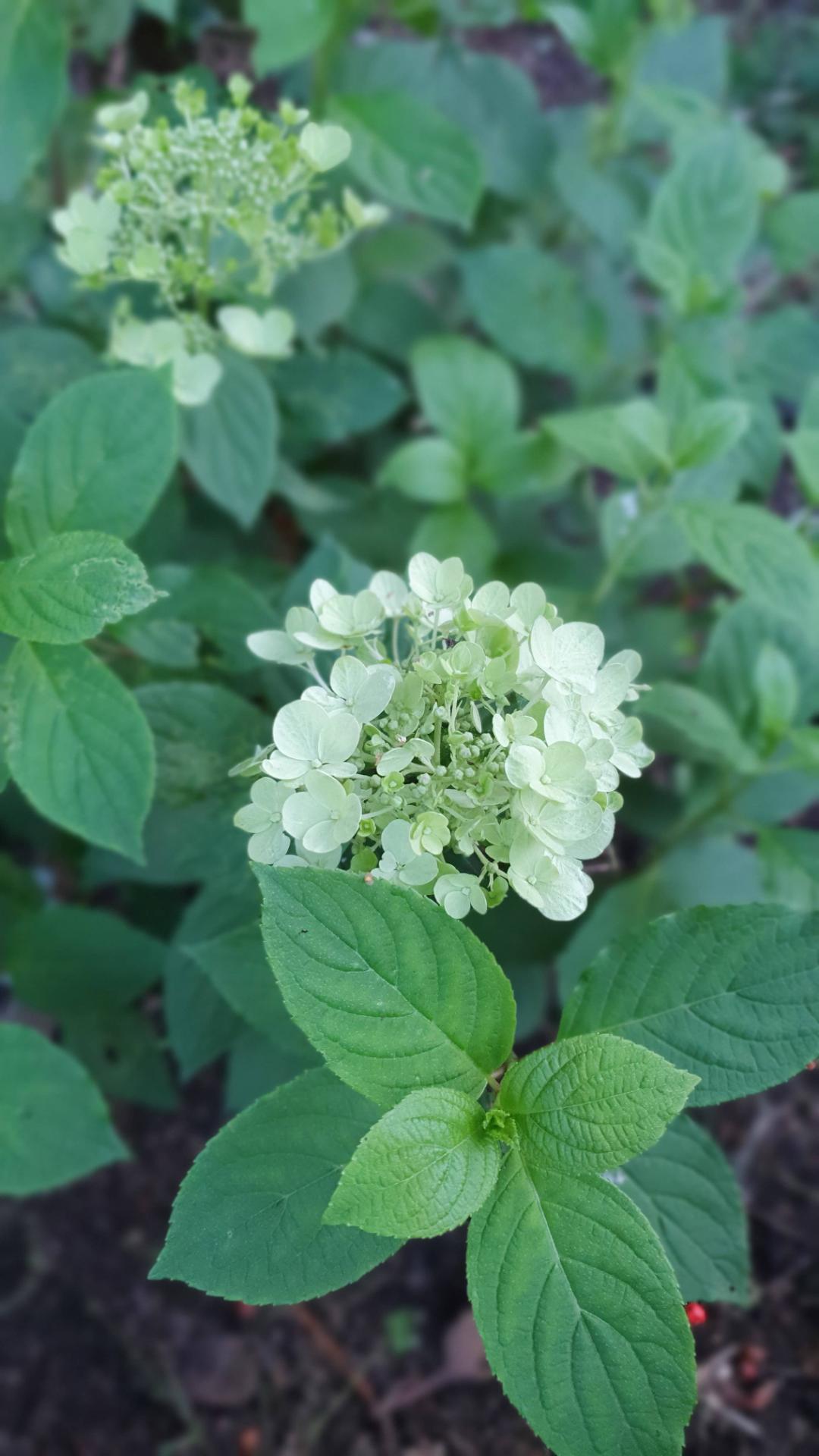 Hortensia Panflora