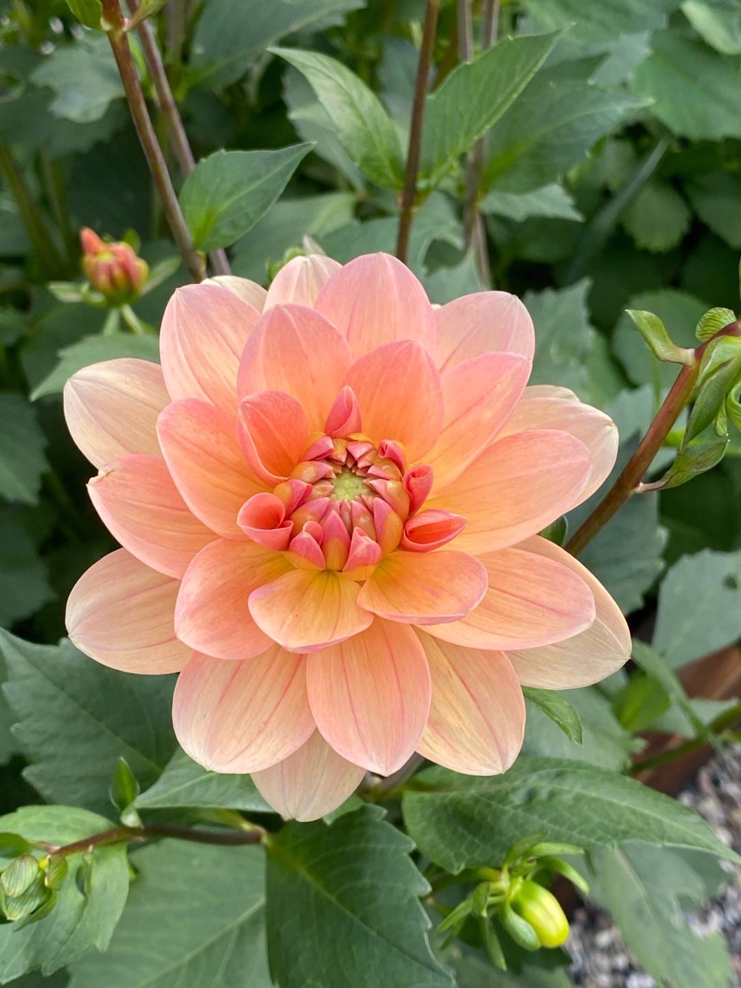 Dahlia Apricot Desire