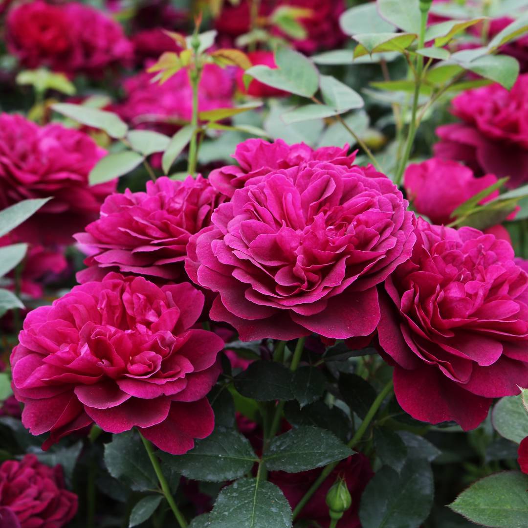 Ros Darcey Bussell