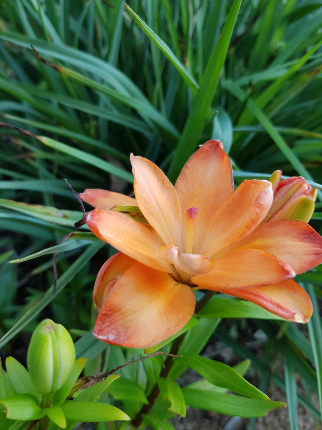 Oh!Garden - Asiatlilja Tiny Double You