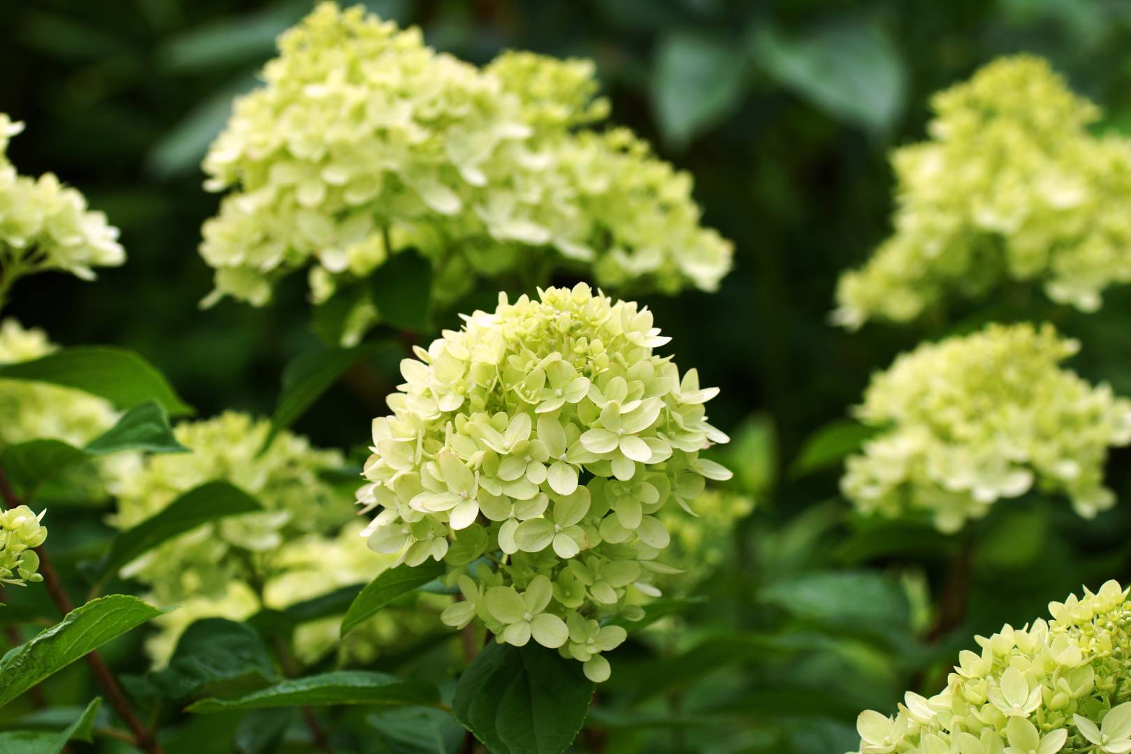 Syrenhortensia Little Lime