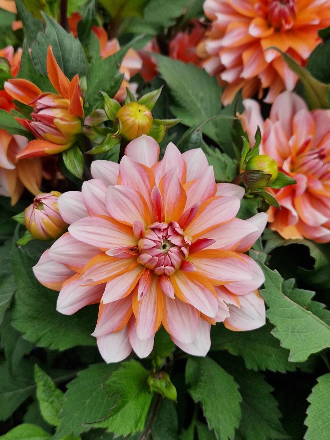 Dahlia Peaches and Vanilla