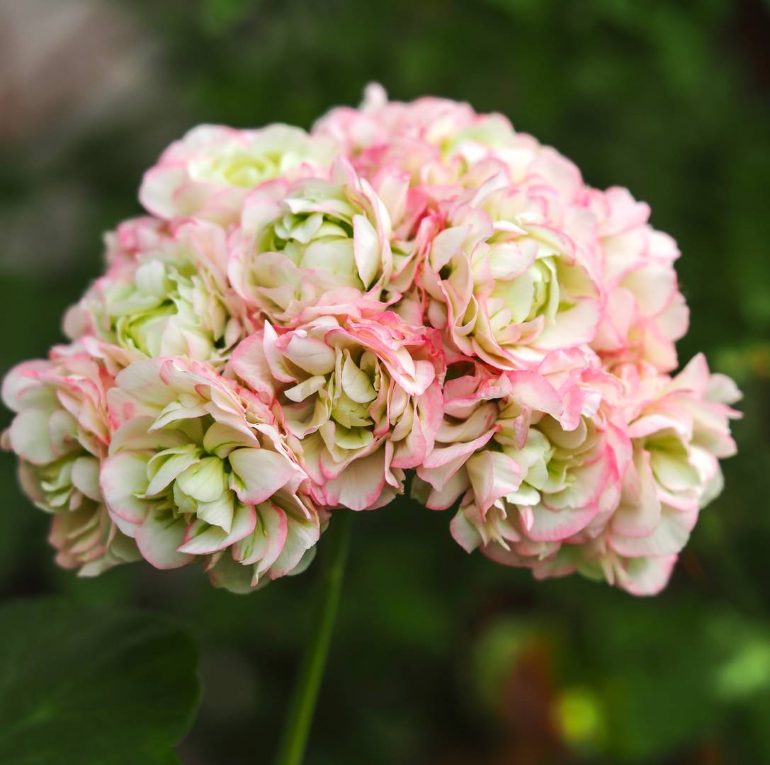 Pelargon Appleblossom Rosebud
