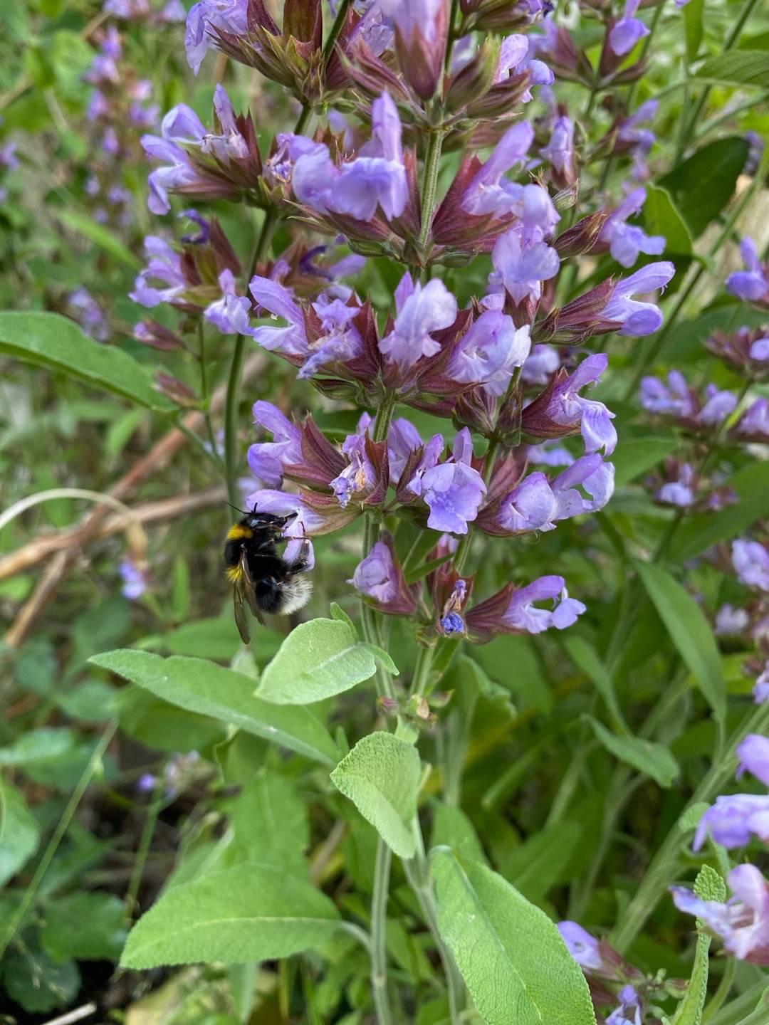Petra på Blomstervägen