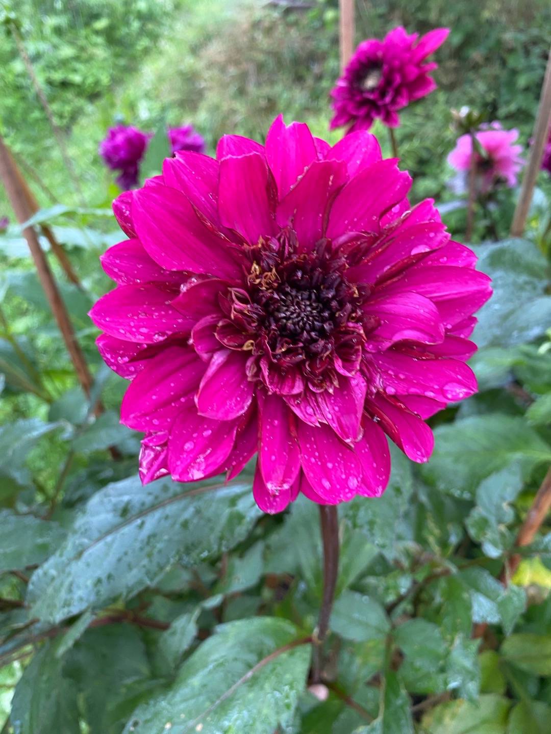 Petra på Blomstervägen