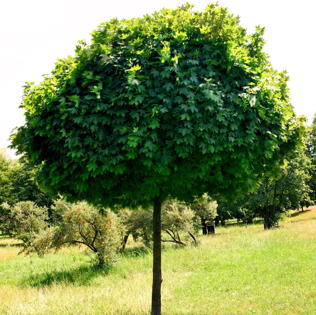 Klotlönn Globosum