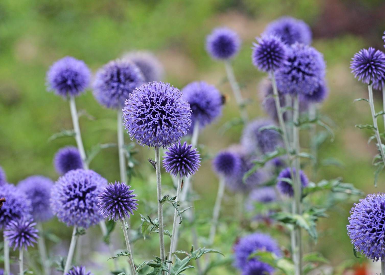 Blå Bolltistel Veitch's Blue