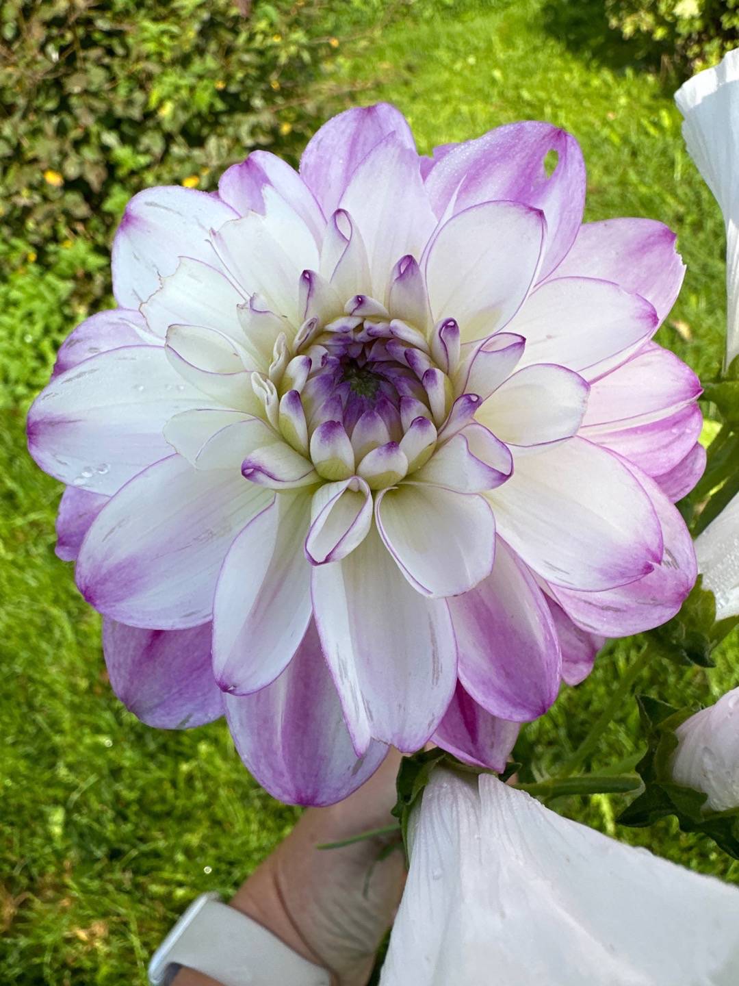 Dahlia Morning Kiss